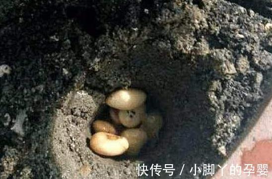 君子兰长得慢,不抽花箭,离不开2个原因,这些你做对了吗