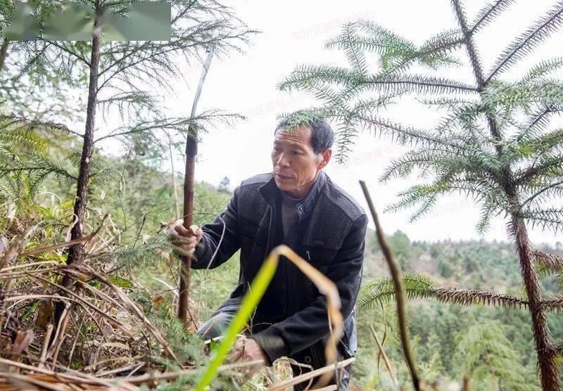 银山|绿水青山就是金山银山︱他把绿色风景变成“绿色银行”！十分给力！