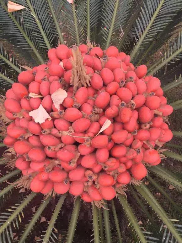 4种花有灵性,平时难开花,一有好事就开花!