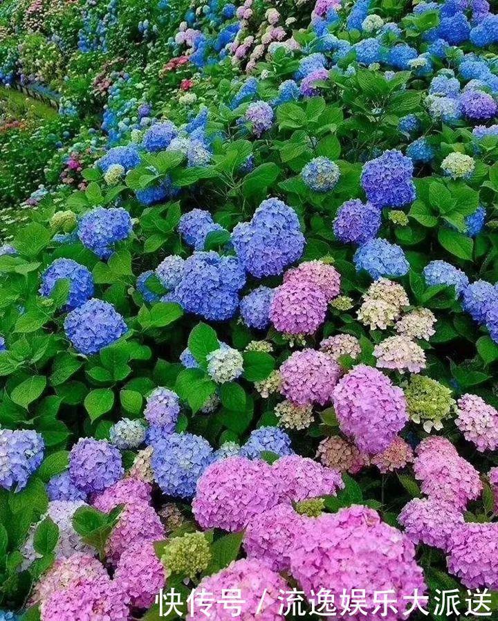 香草类|立夏后养花,别偷懒做好这3件事,长的快不生虫!