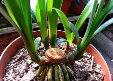 什么蚯蚓粪、柳枝水都不如“万能肥”,啥花都能养,1-2勺就管事