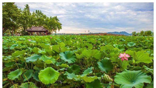 常吃|三伏将至,不要只会吃素,这3种肉要常吃,顺应时节,安稳过伏天