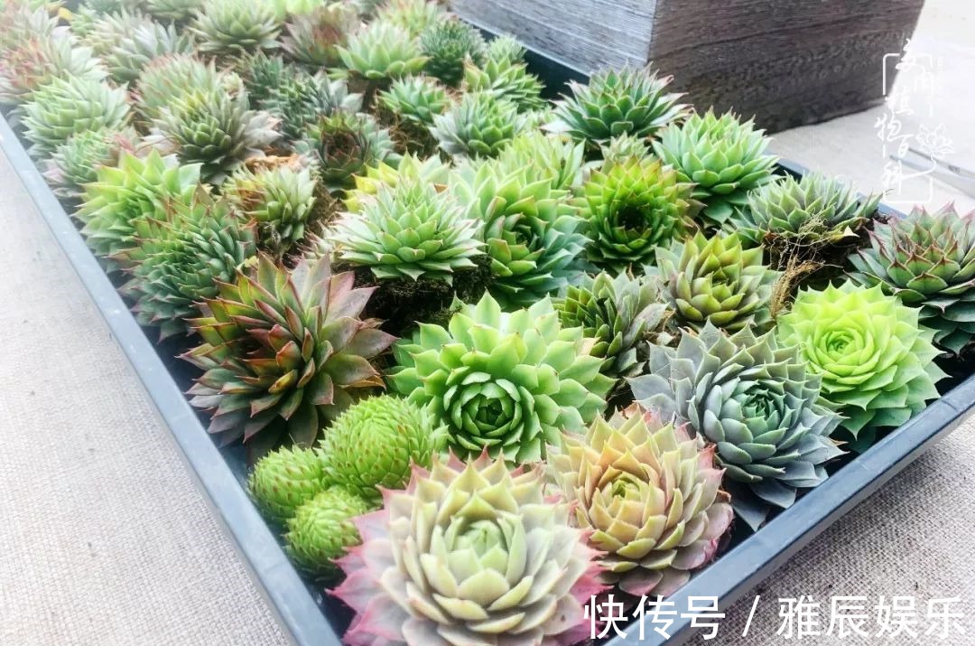 框子|这多肉拼盘这么仙!如何制作达人手把手教你制作长生草拼盘!