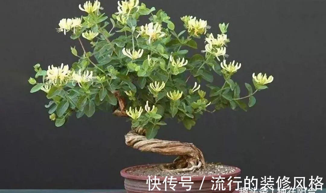 浇水|金银花根系发达，一造型便“立竿见影”，轻松获取盆景制作的欢乐
