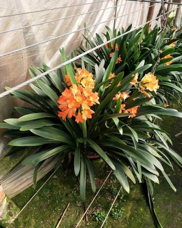 养分|君子兰有“三怕”,入冬养护需避开,猛催新芽,绽放层叠群兰