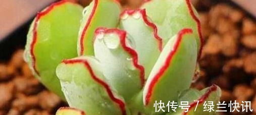 乒乓|5款多肉,都属于“福娘系”,家里养几盆,福气满满、十分可爱