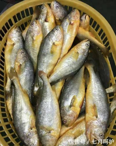 鲈鱼|天热吃鱼，内行人专挑这4种海鱼，营养美味还便宜，再贵也值得！