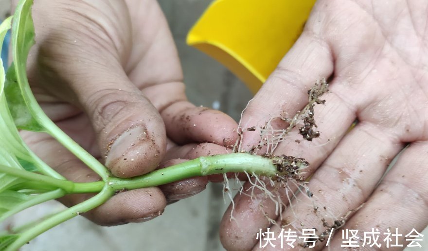 关键点|养花2种扦插方法,掌握“关键点”,扦插不再难,扦插一棵活一棵