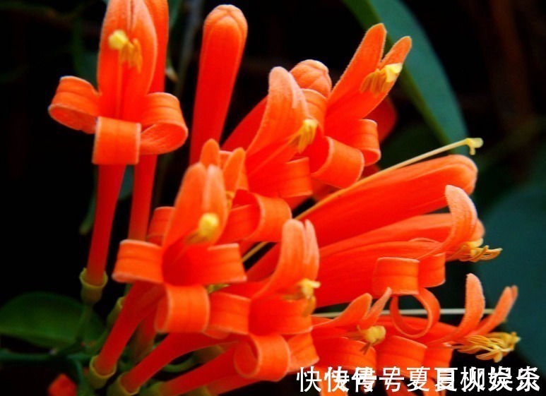 花裙子|此花花姿别致,盛开时宛如火星似的炸成一片,寓意为祈祷安康