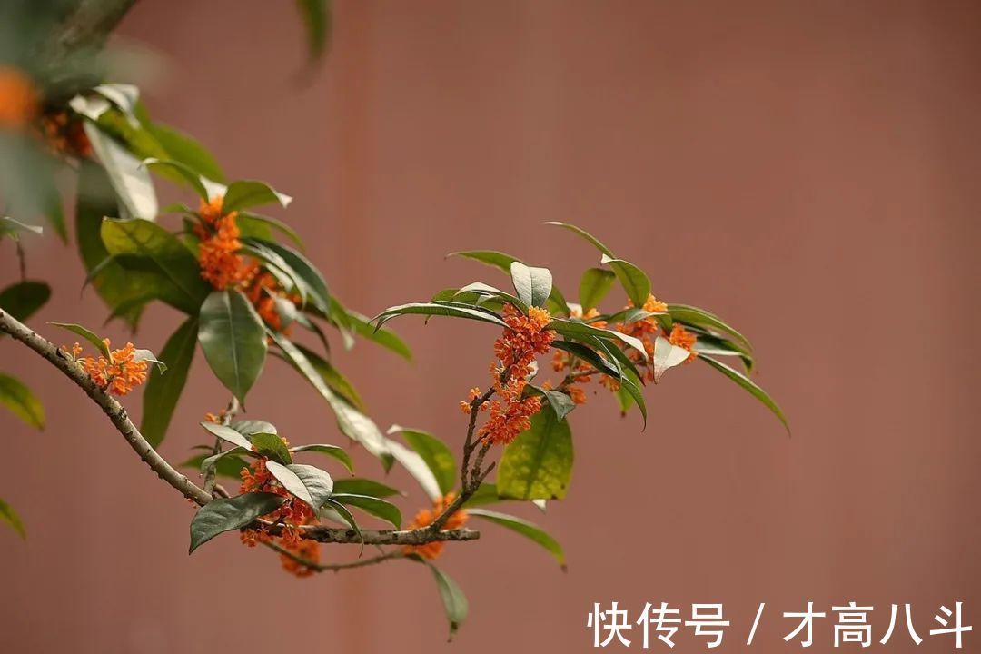 桂花@空山寻桂树，折香思故人！