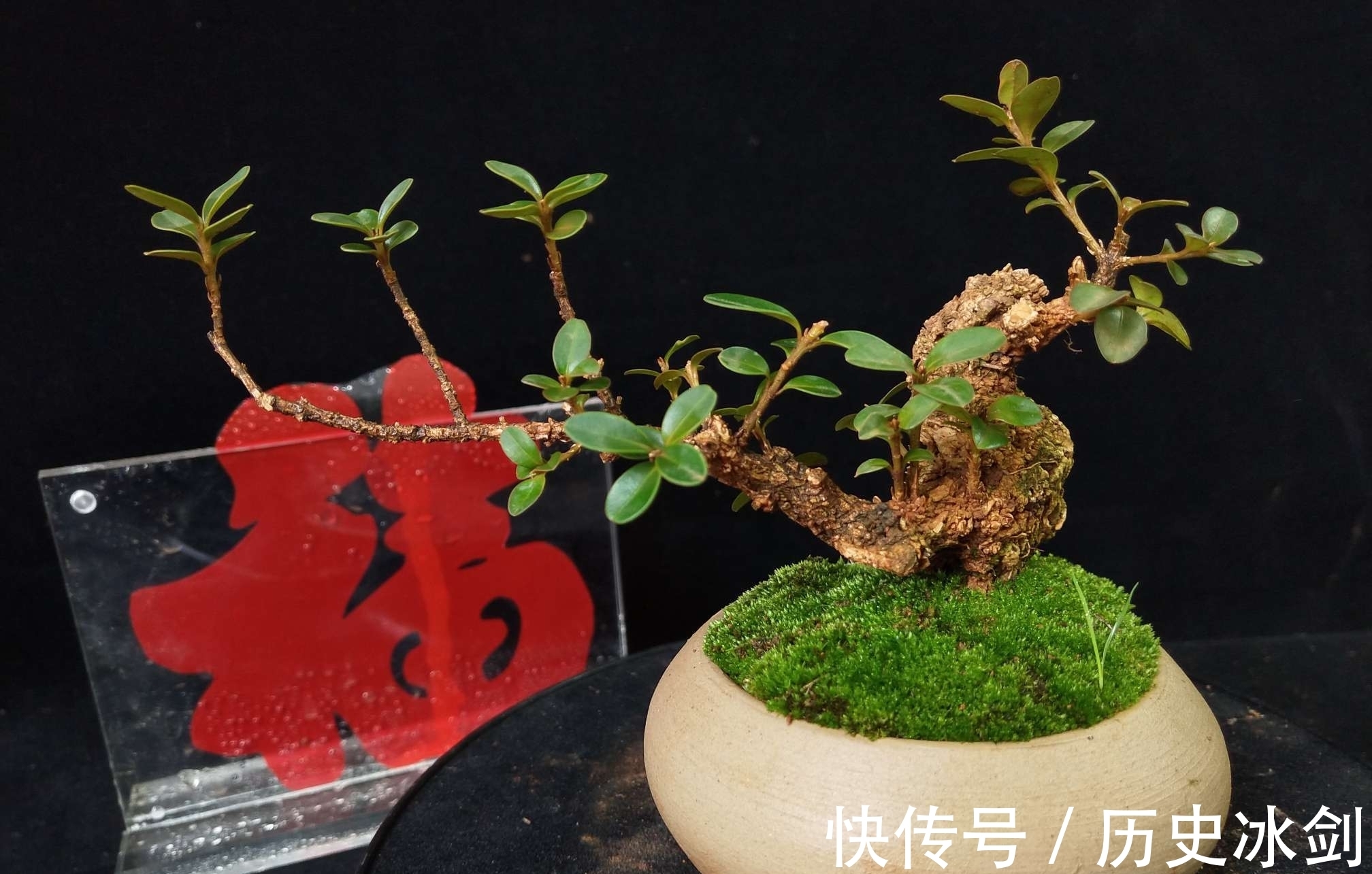 盆景|花艺市场盆景欣赏,横生直展,临水而生,大自然就是最好的老师