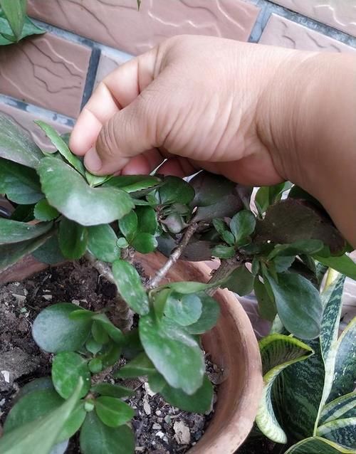 长寿花应该怎么修剪？