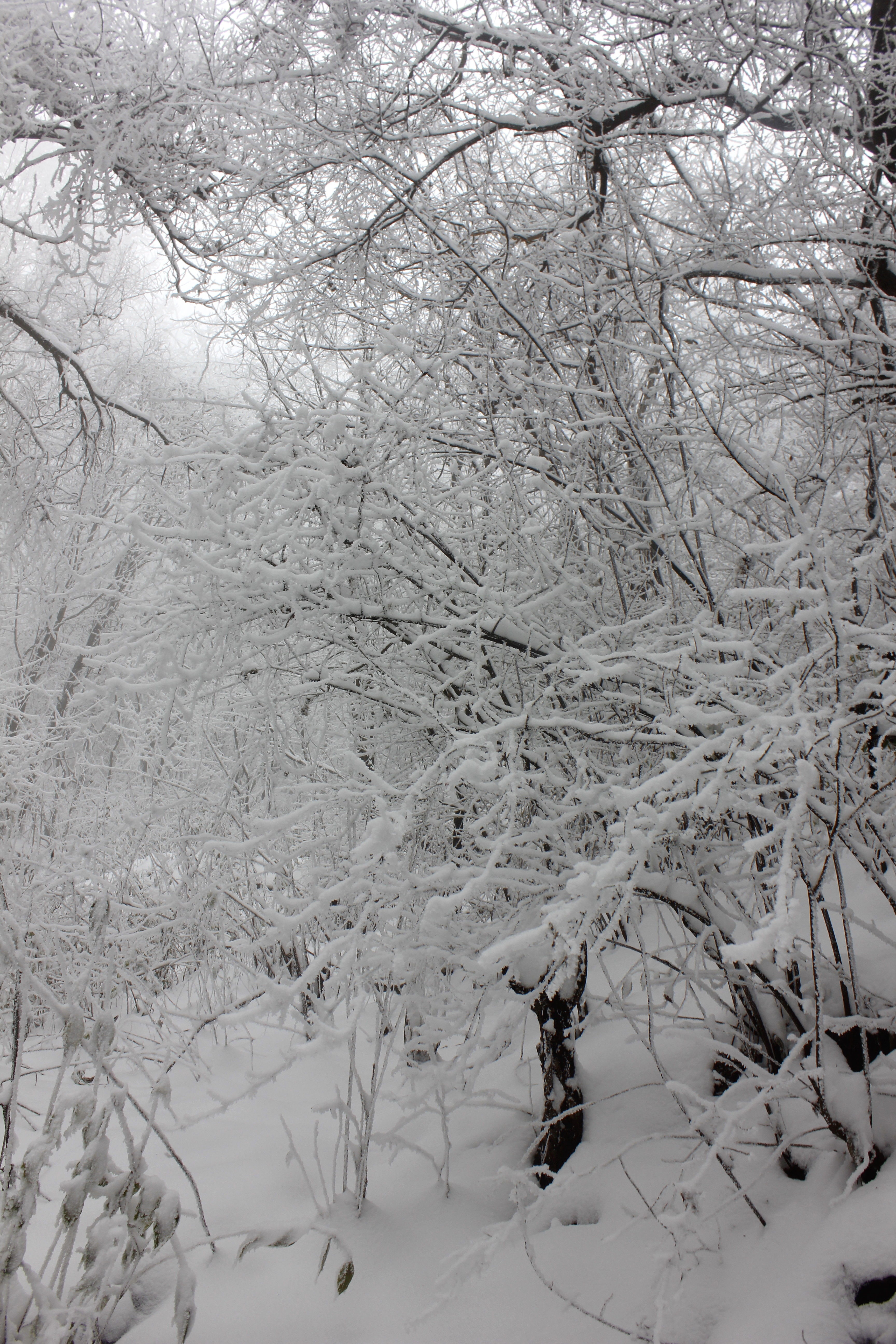 征集|【年末福利征集】雪后南五台幸遇云海