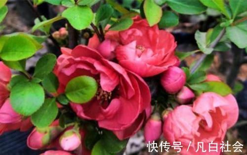 花开时节|养花就养4种花，漂亮好养，随便养1盆，比香水好闻，比牡丹更好看