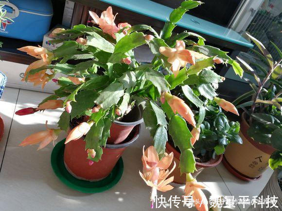 养蟹爪兰，6天来“1杯酒”，9天长出白根，1个月花朵冒出来