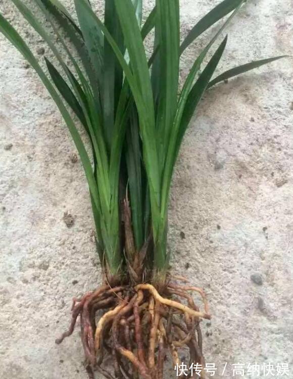 墨兰得根腐病还有救吗教你2个挽救小妙招，让墨兰“起死回生”