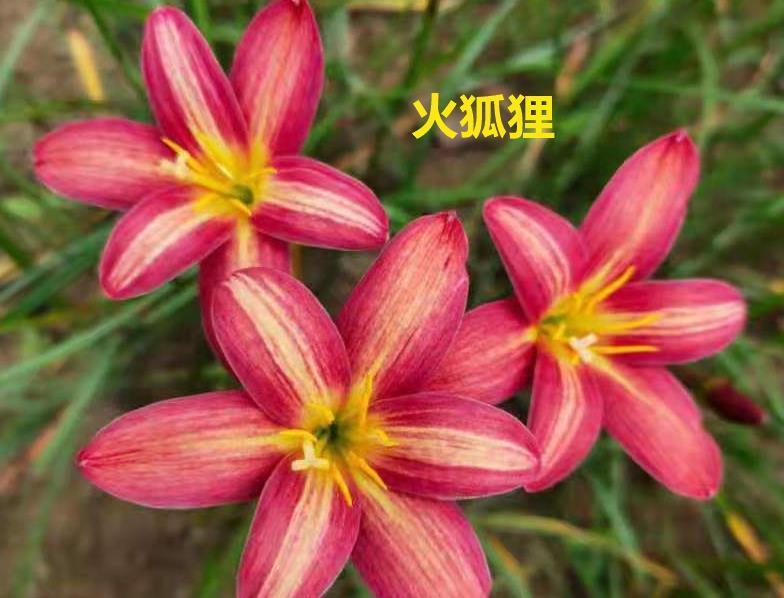 不怕晒的花,晒得越狠,花苞越多