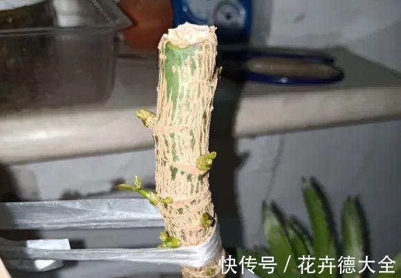 7种花,现在要砍头,冲天炮变成爆炸头