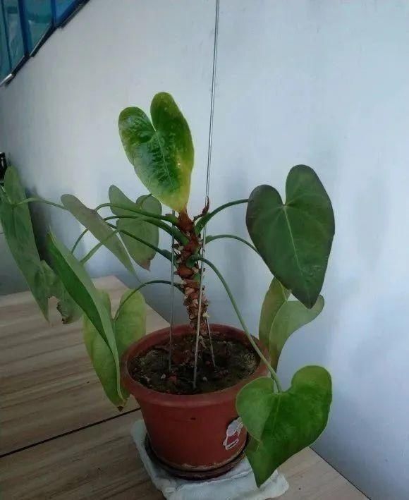 虎皮兰,红掌,吊兰养成老桩,变成大树,真壮观