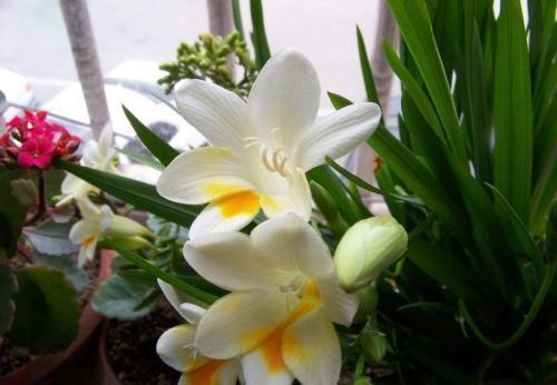 家里养上这些花,“花旺人不旺”,还是早点搬到室外养,安全