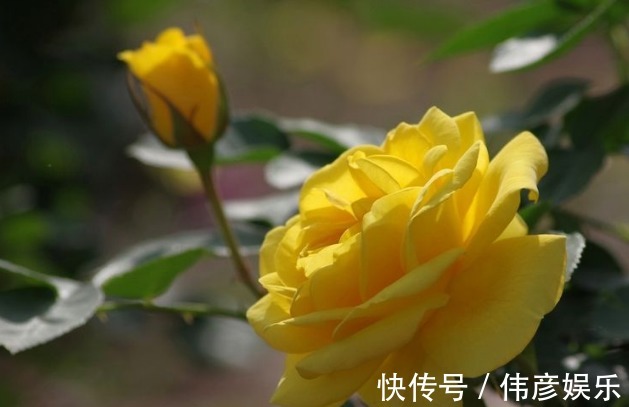 技巧|养护月季,掌握一个小技巧,花色艳丽,开花开爆盆