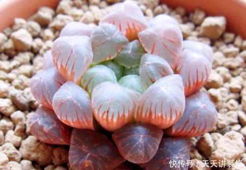 给多肉喂2种肥水,15天喝一次,叶片圆滚滚,长成肉墩子!