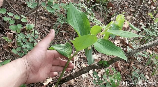 读者们|它若出现您家乡，请别着急摘掉，目前野生120元一斤