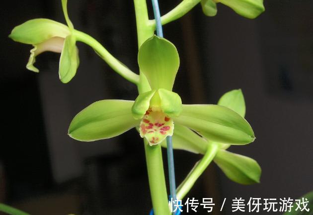 兰花瓣型详细解说，快来瞧瞧您养的兰花是什么瓣型吧