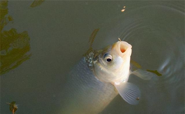 冬钓鲫鱼，提升上鱼率的5个方法，鱼口轻不用怕，方法总比困难多