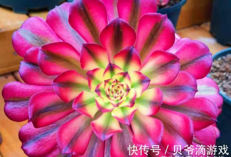 成功率|法师多肉可以叶插,只是成功率“感人”,成活之后还不能过早上盆