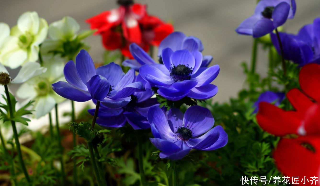 无尽夏|开花植物中“蓝色”很少见，如果你喜欢蓝色花，给大家推荐17种