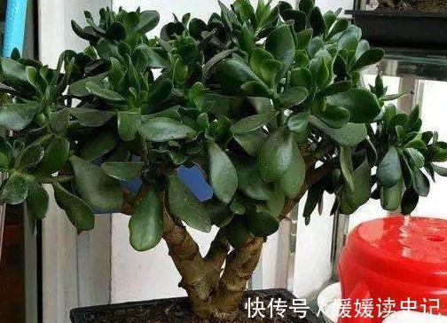 养玉树，学2招1盆变10盆，3点养护非常关键，快瞧瞧吧