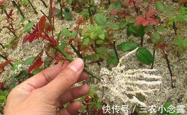 柳树|这是“天然”生根剂,路边捡一把,泡在水里,生根快速,浇花也旺