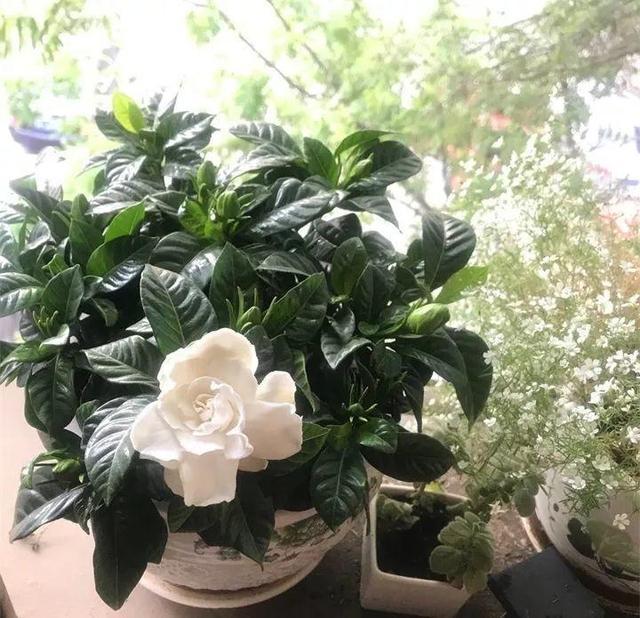 养花施肥多麻烦！浇花水兑“养花宝”，实用又有效！