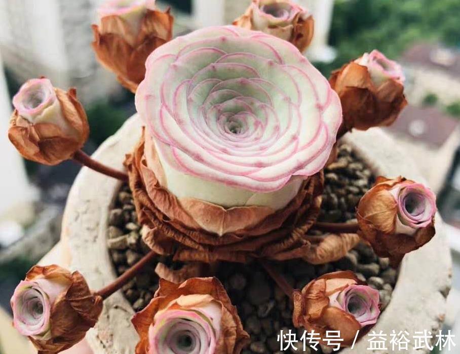 山地玫瑰|此款多肉叶子像玫瑰花，高贵漂亮，满足5点养成老桩，格外讨喜