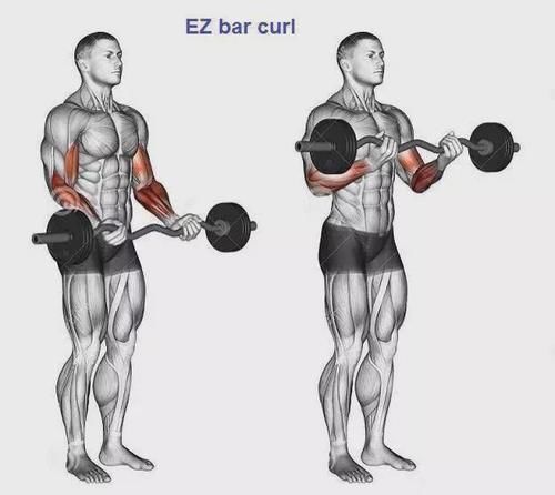 弯杆|最全的肱二三头肌训练图解,漂亮手臂必备!