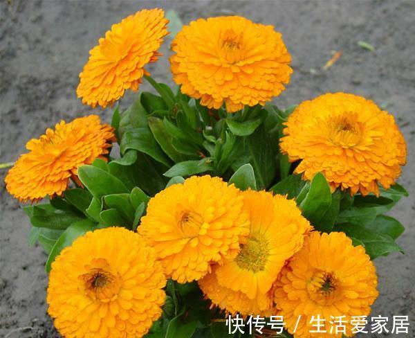 养花试试这几款,植株矮小,花朵密集,放在阳台上节省空间