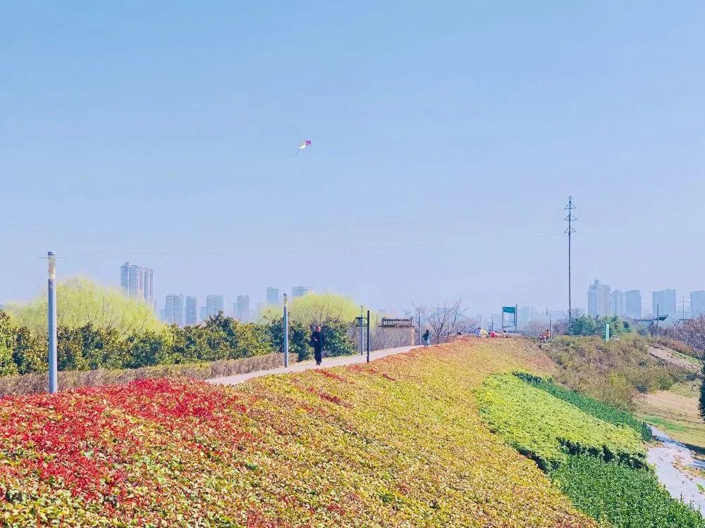 老年|春暖花开!阜城第一波春色来啦~