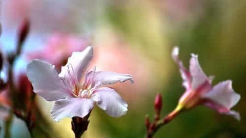 这3种花虽然看着美丽，却是带毒的“蛇蝎美人”，毒性极大