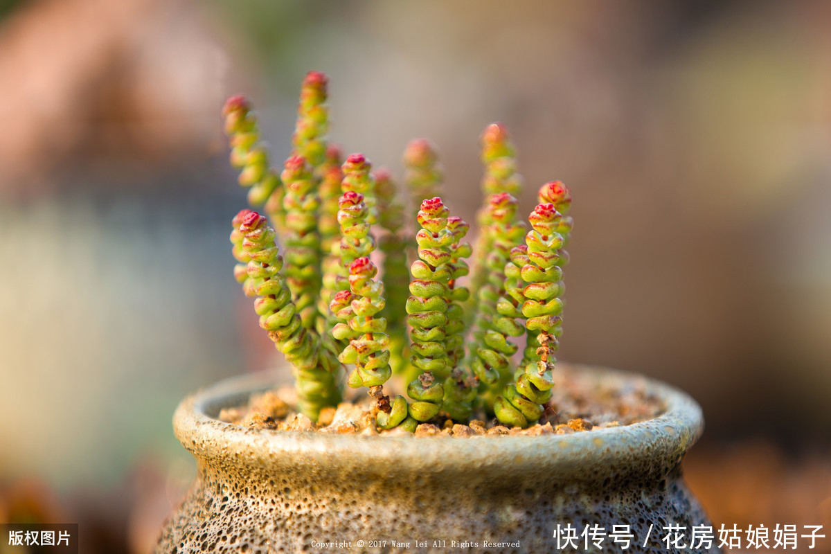 养殖|多肉的专业术语有哪些?学会这些多肉术语,你也可以小装一下