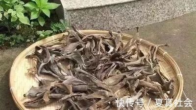 君子兰不开花?2种废料埋盆里,花箭蹭蹭冒,开花2个月