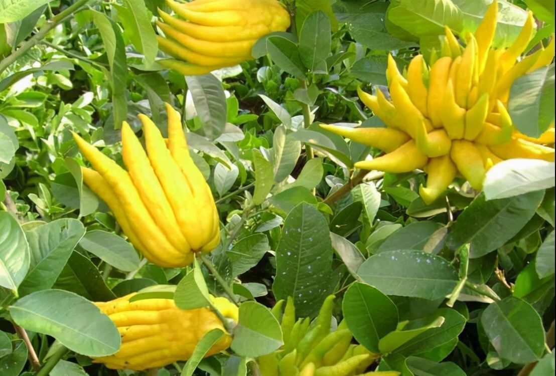 团圆果|过两天就要过元宵了,奶奶说家里要有的3种鸿运果,寓意五福临门