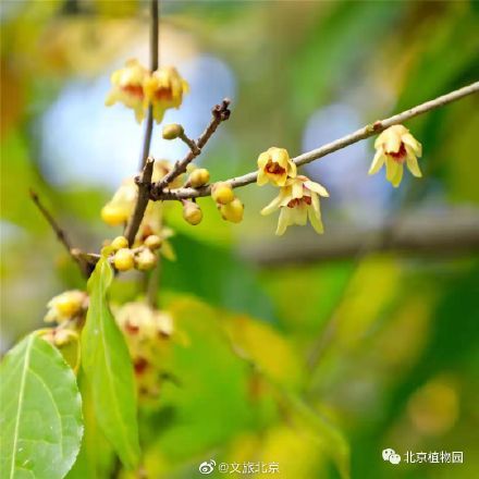 蜡梅|暗香浮动，北京植物园蜡梅初开