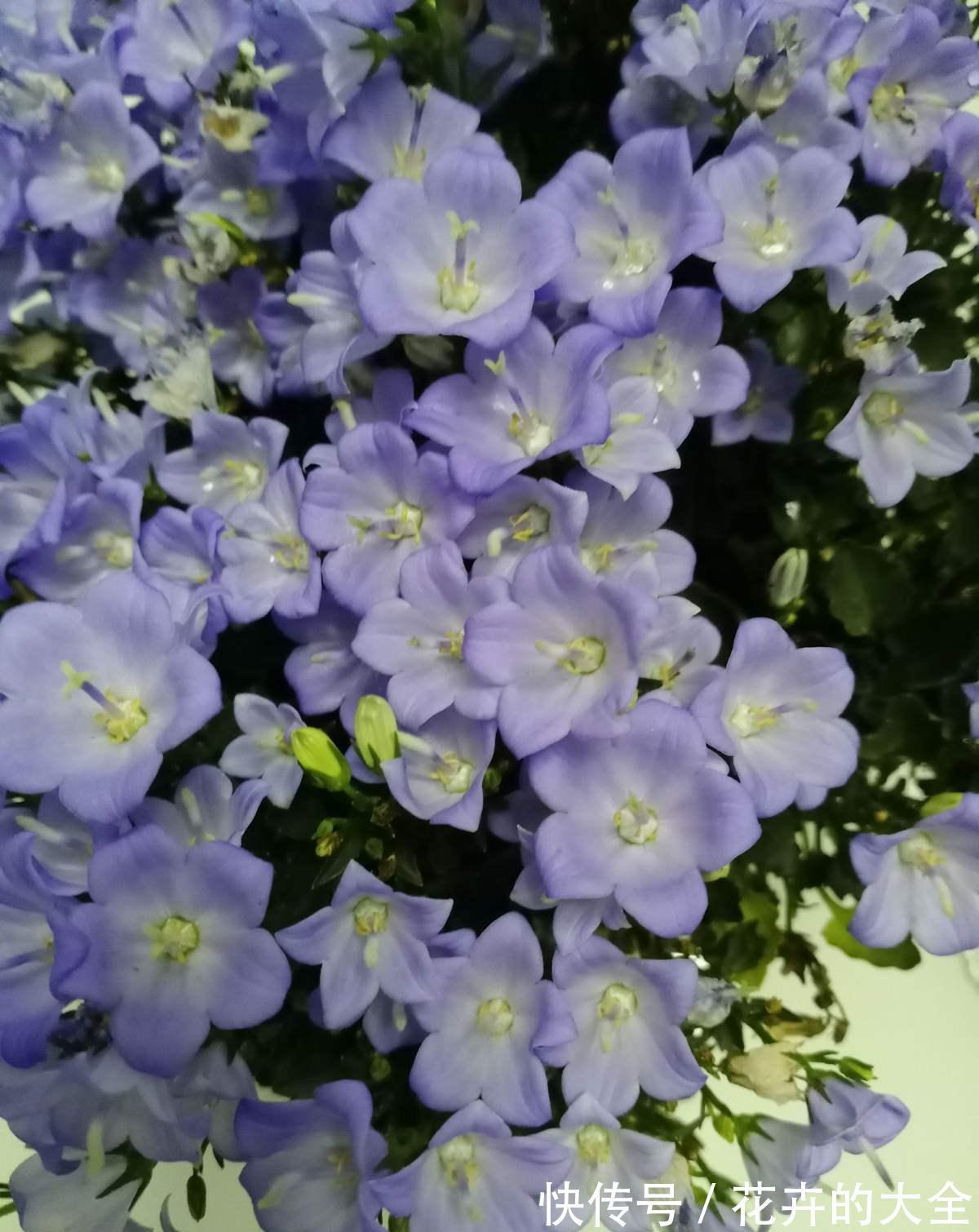百日草|人到五十五,养花也会心累,养这5种花量大不操心