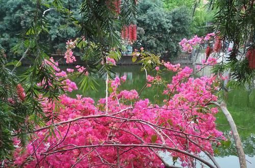 喜阳花|三角梅要催花，光控水可不行，做好这3件事，花开成一片花海洋