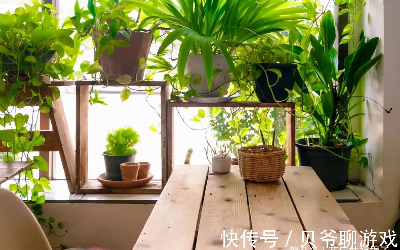 养花人都该学会的4项技能,养花方便还能省钱,轻松提升养花经验