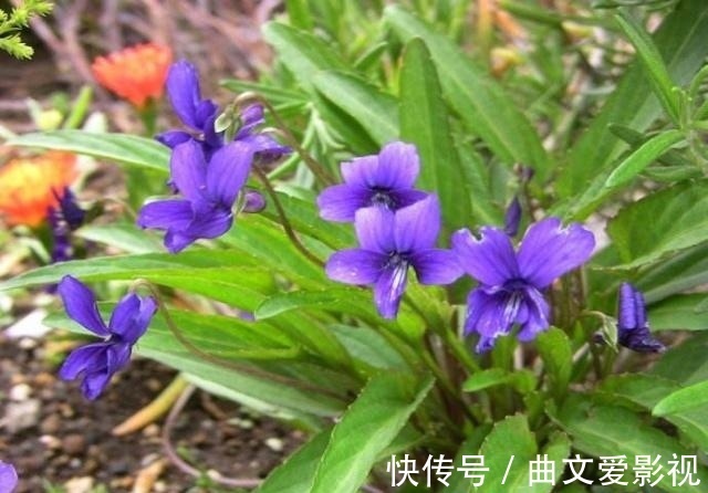 神王|农村一种野草叫“紫花地丁”，过去当喂猪草，殊不知是名贵中草药