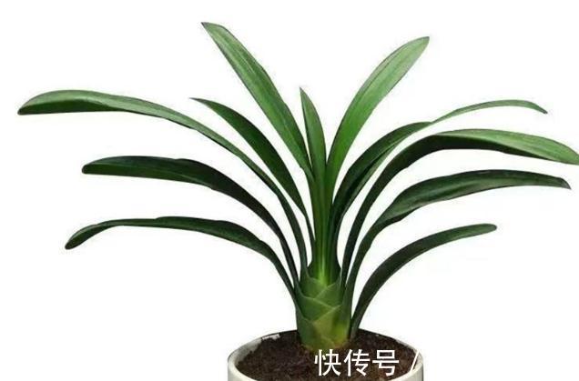 有不少人养了多年君子兰，却不知道它喜欢什么肥，我来告诉你