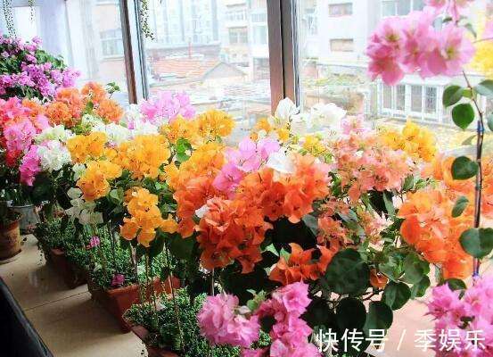 三角梅买回家以后,简单3步操作,30天花朵爆盆,小白都能养好