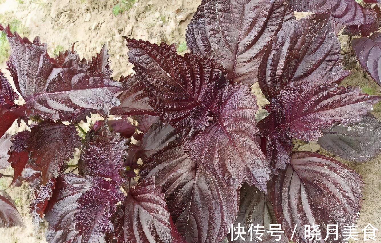 有3种绿植,很养眼又很美味,种一盆不停生长、吃不完的节奏